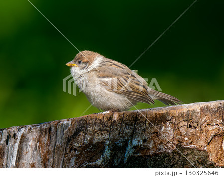切り株にとまるスズメ 130325646