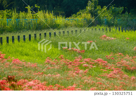 秋の田園に咲く彼岸花の群生 130325751