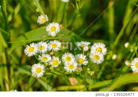 野に咲く白いハルジオンの花 野に咲く白いハルジオンの花 130326477