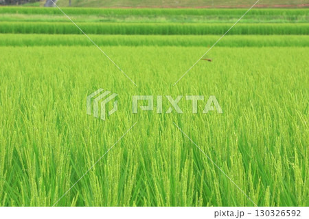 米の花が咲く頃 (東広島市高屋町造賀) 130326592