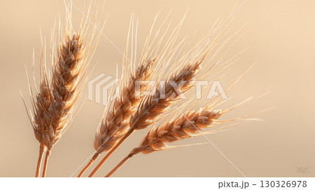 温かい光で描く小麦穂の落ち着いた静物写真 130326978