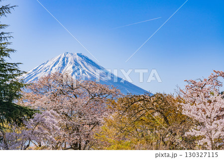 【山梨県】精進湖、湖畔の桜と富士山 【山梨県】精進湖、湖畔の桜と富士山 130327115
