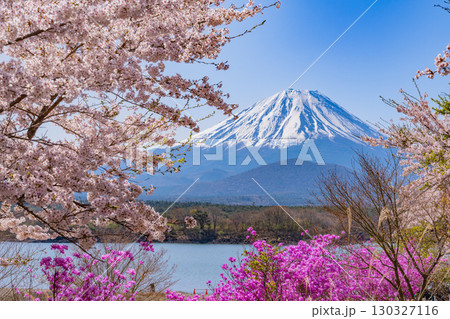【山梨県】精進湖、湖畔の桜と富士山 【山梨県】精進湖、湖畔の桜と富士山 130327116