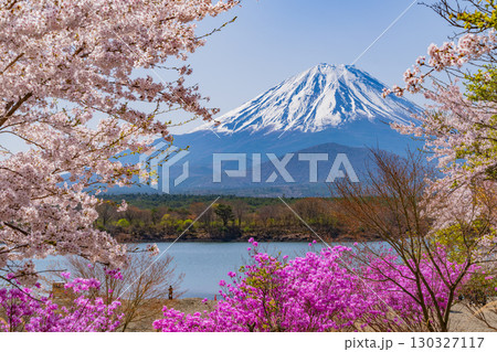 【山梨県】精進湖、湖畔の桜と富士山 130327117