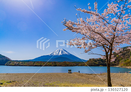 【山梨県】精進湖、湖畔の桜と富士山 【山梨県】精進湖、湖畔の桜と富士山 130327120