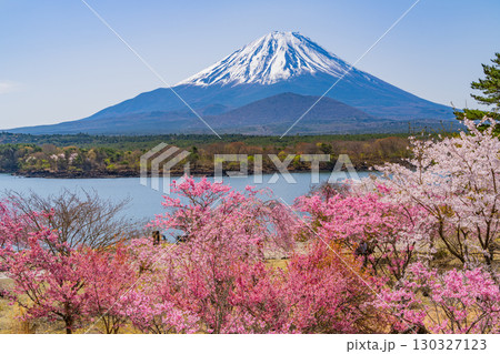 【山梨県】精進湖、湖畔の桜と富士山 130327123