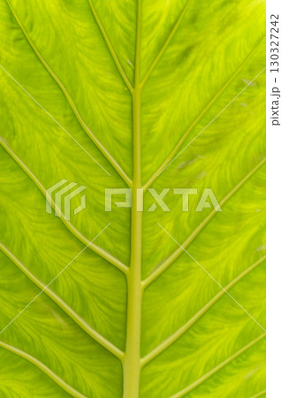 A leaf with a green stem and veins A leaf with a green stem and veins 130327242