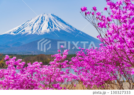 【山梨県】精進湖畔の桜と紫ツツジ、富士山 130327333