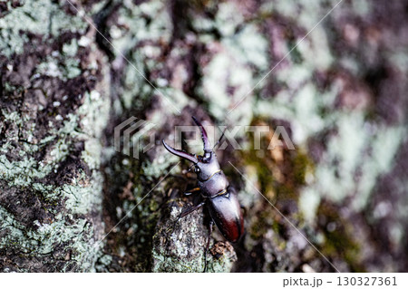 ノコギリクワガタ　クワガタ　昆虫　夏　クヌギ　生物　 130327361