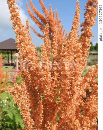 実が成ったヒユ科の「アマランサス」 130327563