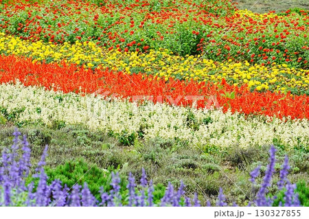 カラフルな花畑 130327855