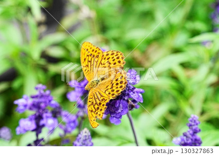 花の蜜を吸うミドリヒョウモン 花の蜜を吸うミドリヒョウモン 130327863