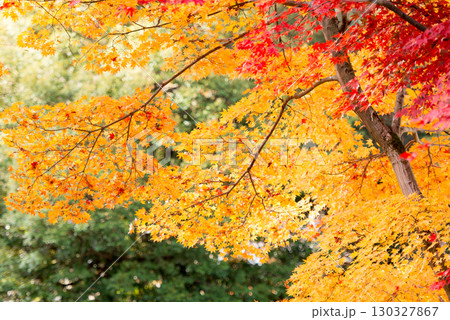 紅葉 紅葉 130327867