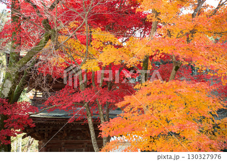 紅葉 紅葉 130327976