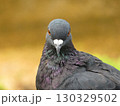 こちらを見ている鳩 130329502
