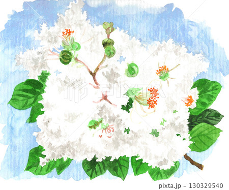 水彩で描いた白い百日紅25902pix7 130329540
