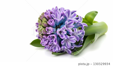 Stunning Purple Hyacinth Flower Close Up 130329934