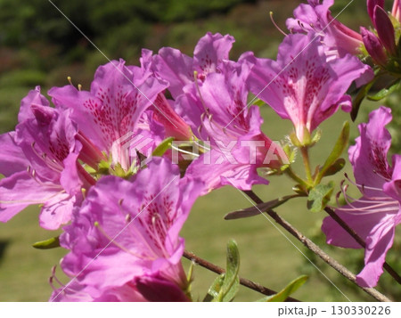 ツツジボケ背景-3 ツツジボケ背景-3 130330226