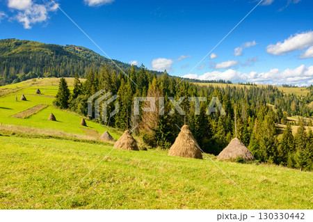 haystack on the grassy hill. rural landscape with pasture near the coniferous forest. beautiful countryside in carpathian mountain on a sunny afternoon haystack on the grassy hill. rural landscape with pasture near the coniferous forest. beautiful countryside in carpathian mountain on a sunny afternoon 130330442