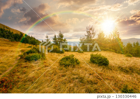 fir trees on a meadow down the hill to coniferous forest in mountains at sunset. highland landscape under cloudy sky in early autumn in evening light 130330446