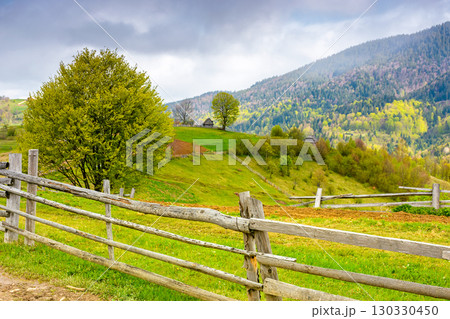 trees on the hill and fence on the grassy field. spring rural landscape of ukraine. distant mountain ridge beneath sky with clouds. idyllic transcarpathia farmland trees on the hill and fence on the grassy field. spring rural landscape of ukraine. distant mountain ridge beneath sky with clouds. idyllic transcarpathia farmland 130330450