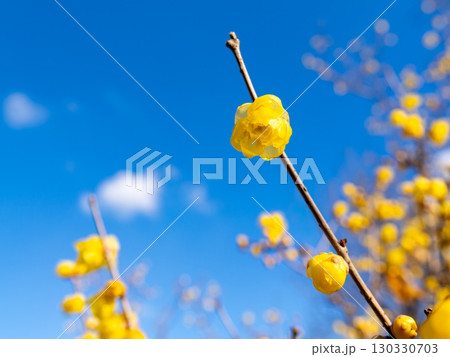 冬の青空と黄色い蝋梅の花 130330703