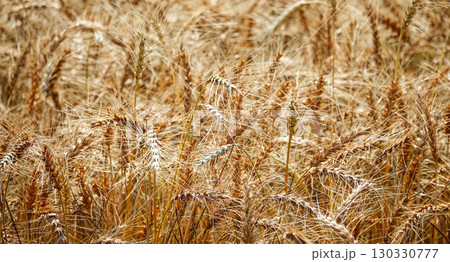 北海道で栽培されている収穫目前の麦畑の風景 130330777