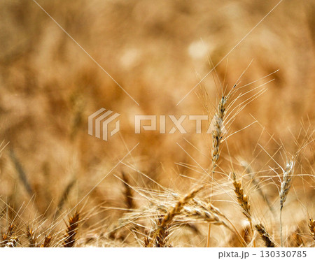 北海道で栽培されている収穫目前の麦畑の風景 130330785