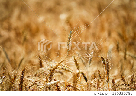 北海道で栽培されている収穫目前の麦畑の風景 130330786