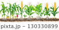 Corn plant with root. 130330899