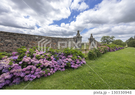 Blooming hydrangeas decorating the entrance of a french castle in Curbigny, Saone et Loire 130330948