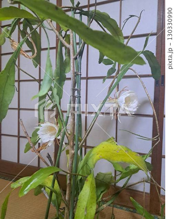 窓際に飾られた観葉植物 窓際に飾られた観葉植物 130330990