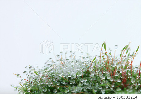 雪解けの苔にできた水滴のクローズアップ 130331214