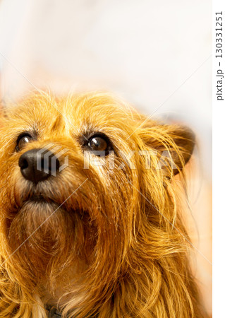 Portrait of a small brown dog Portrait of a small brown dog 130331251