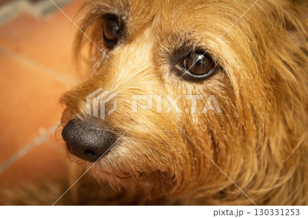 Portrait of a small brown dog 130331253