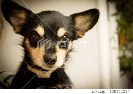Portrait of a black non pedigree dog 130331254