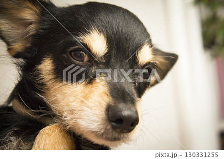 Portrait of a black non pedigree dog 130331255