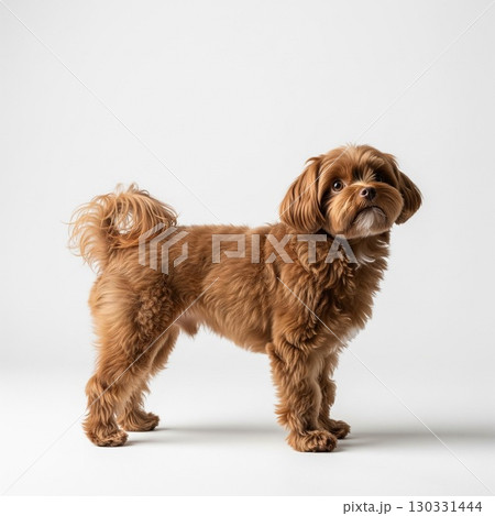 白い背景に立つマルチーズとプードルのミックス犬｜ペットと動物の写真素材 犬図鑑 130331444