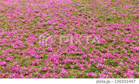 一面に広がる芝桜 130331447