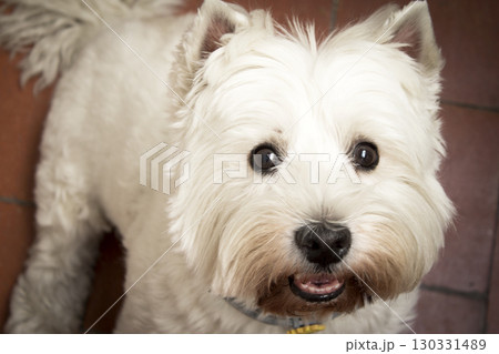 West Highland White Terrier dog portrait 130331489