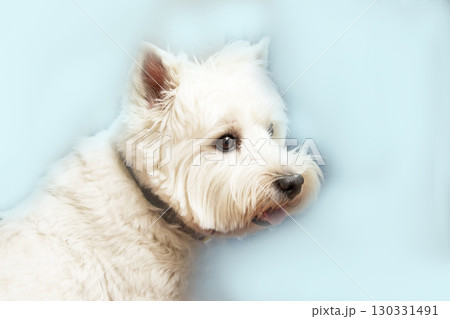 West Highland White Terrier dog portrait West Highland White Terrier dog portrait 130331491