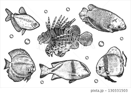 Collection of sea fish. Hand drawn vector illustration. 130331503