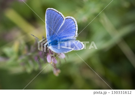 Adonis Blue butterfly on chalk downloads Adonis Blue butterfly on chalk downloads 130331612