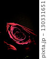 Fully open red rose on black background 130331651