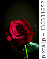 Fully open red rose on black background 130331652