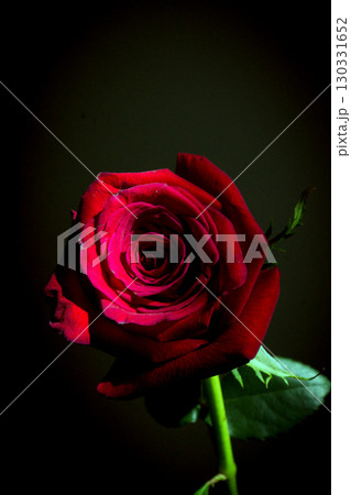 Fully open red rose on black background 130331652