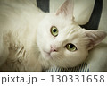 Portrait of a white cat with green eyes 130331658