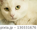 Portrait of a white cat with green eyes 130331676
