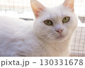 Portrait of a white cat with green eyes 130331678