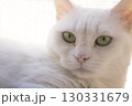 Portrait of a white cat with green eyes 130331679